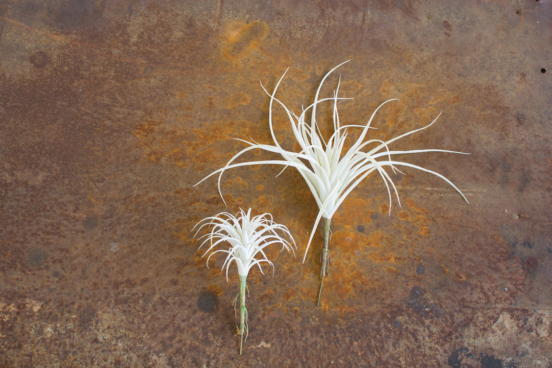 Kalalou Lighting CYF1107  Air Plant Home Decor White