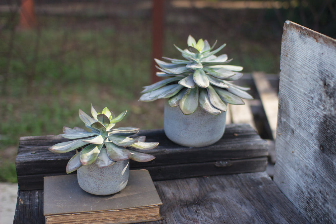 Kalalou Lighting CYF1177  7`` Succulent Home Decor Bronze / Dark