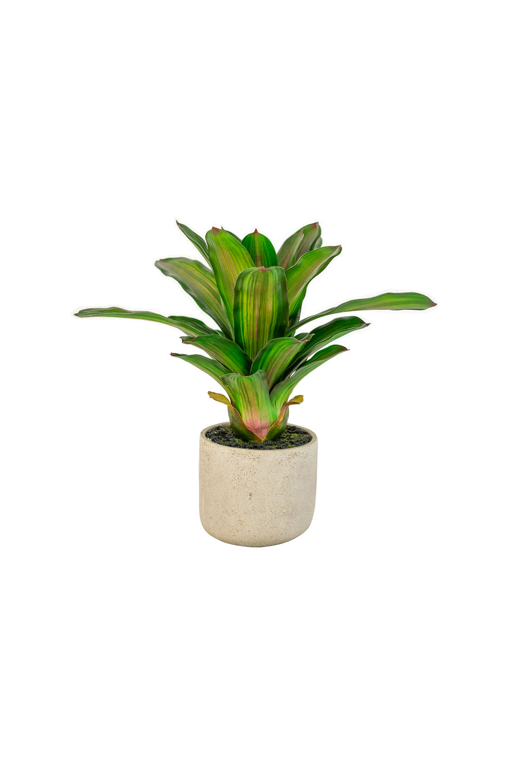 Kalalou Lighting CYF1351  Succulent Plant In A Pot Home Decor White