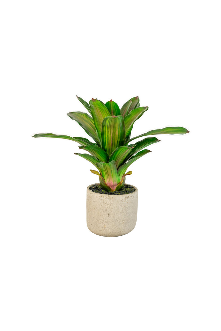 Kalalou Lighting CYF1351  Succulent Plant In A Pot Home Decor White