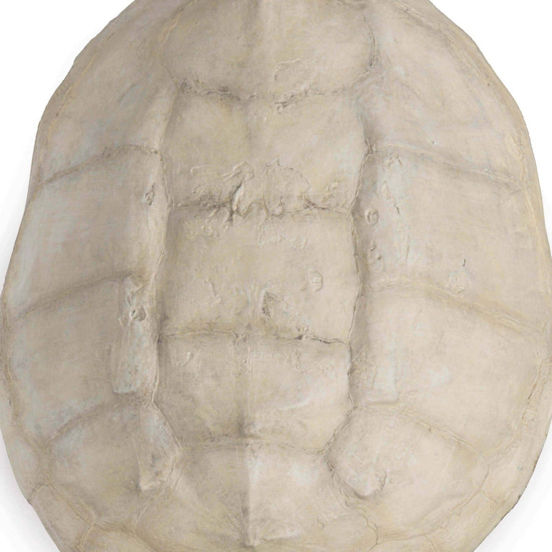 Regina Andrew 21-1044IV  Turtle Home Decor Bleached