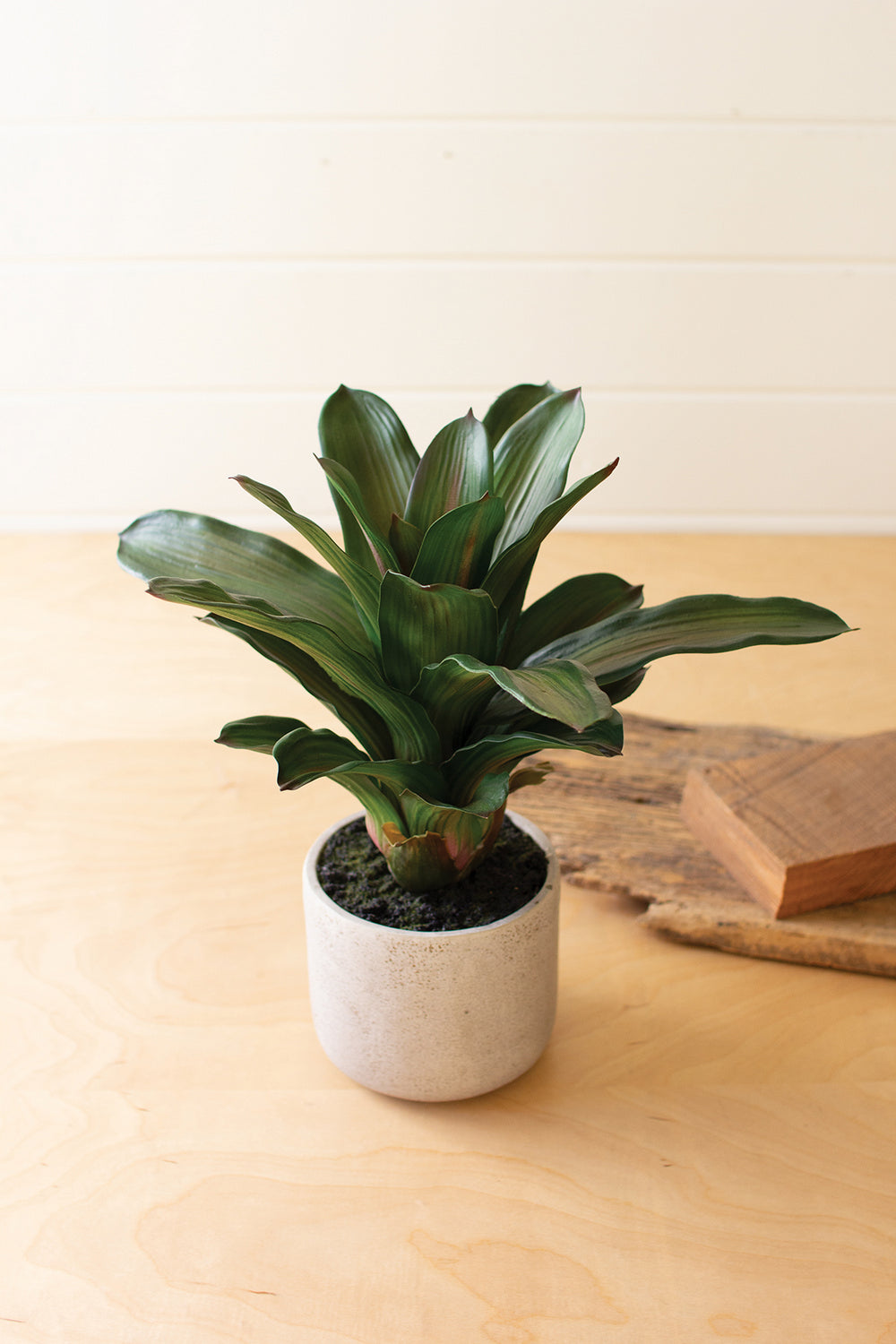 Kalalou Lighting CYF1351  Succulent Plant In A Pot Home Decor White