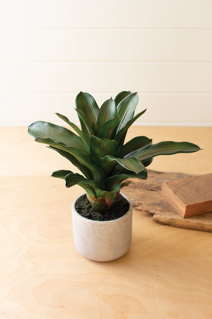Kalalou Lighting CYF1351  Succulent Plant In A Pot Home Decor White